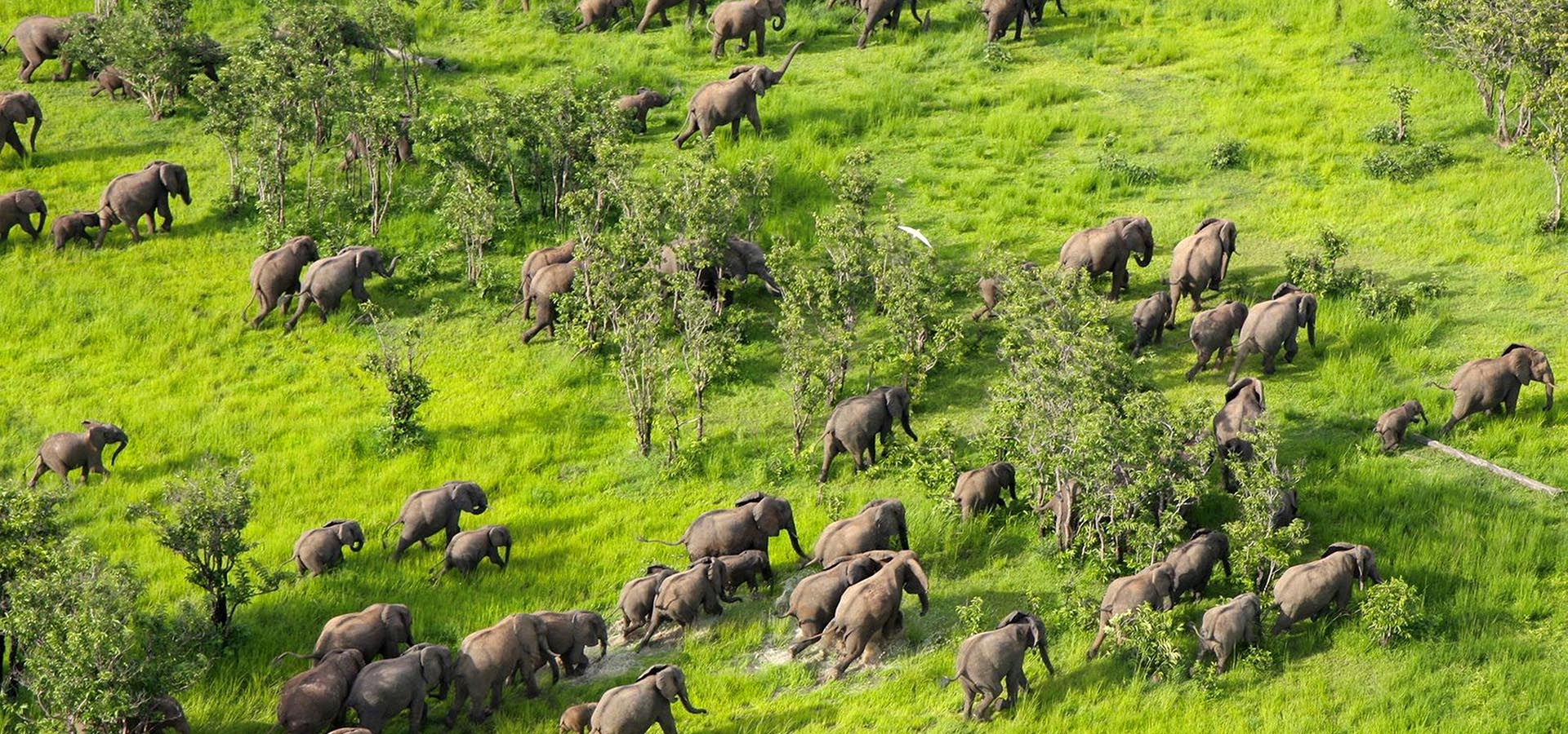 Counting Elephants Continues: New Aerial Survey Completed